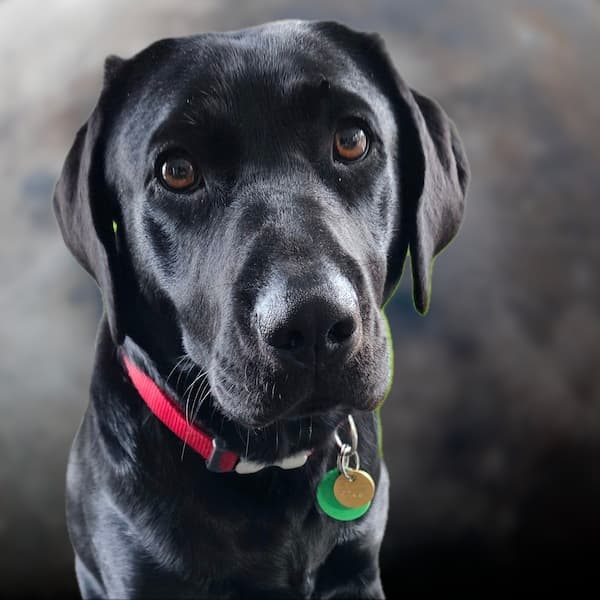 Picture of black Labrador dog Millie, Chief Morale Officer of Outfox.
