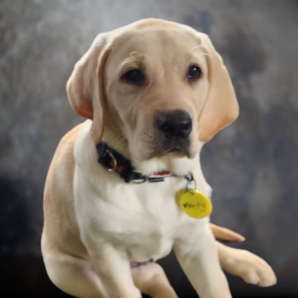 Picture of golden Labrador puppy Monty, intern to CMO.