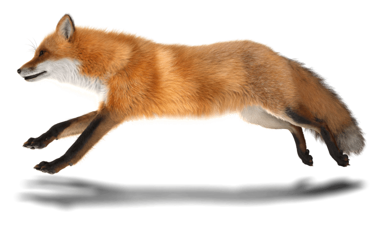 Fox running, going to head off the bad guys.