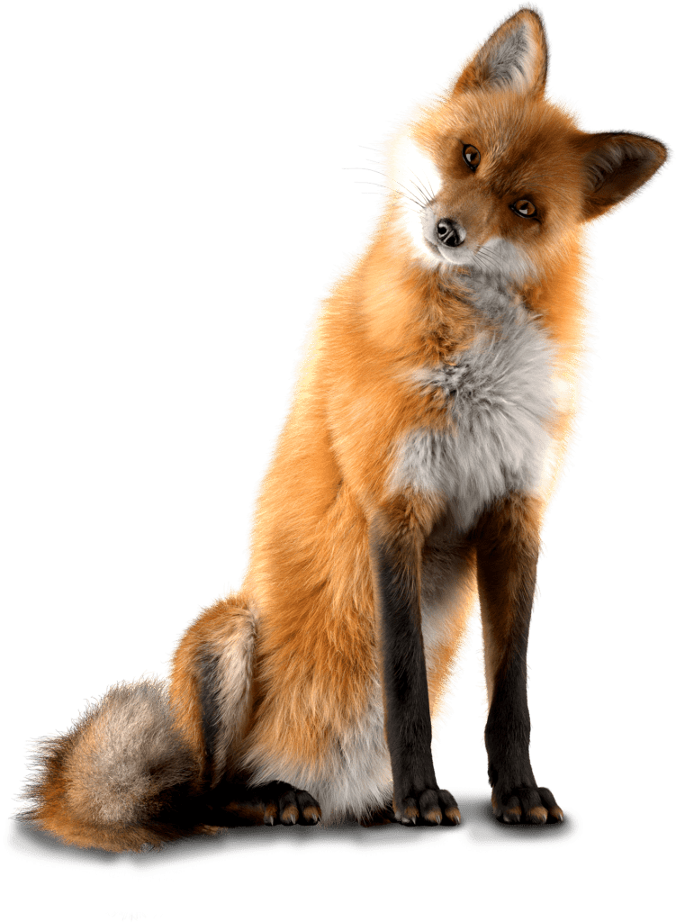 Fox sitting with head tilted.