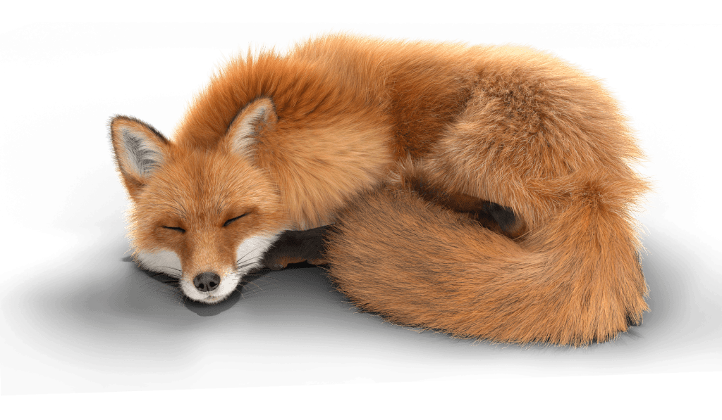 Fox sleeping, all curled up, tired from fighting bad guys.