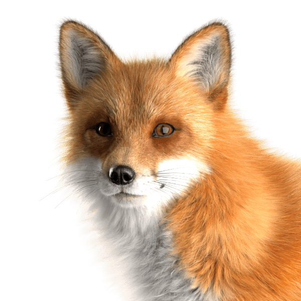 Headshot of a fox