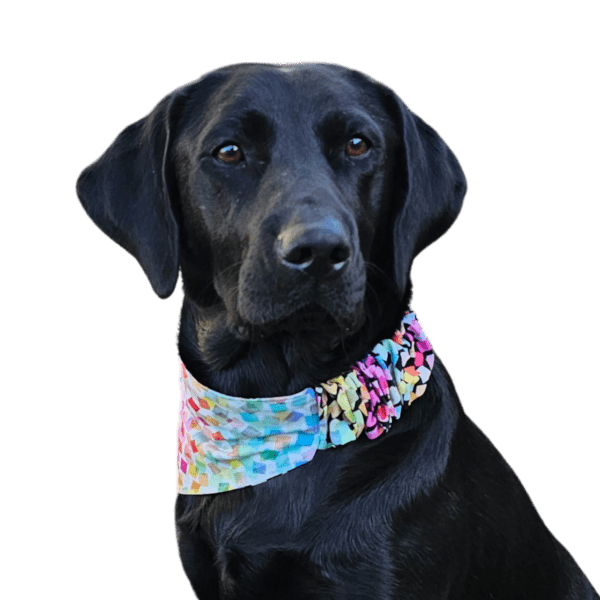 Headshot of Millie (black Labrador)