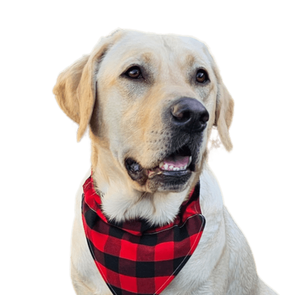 Headshot of Monty (yellow Labrador)